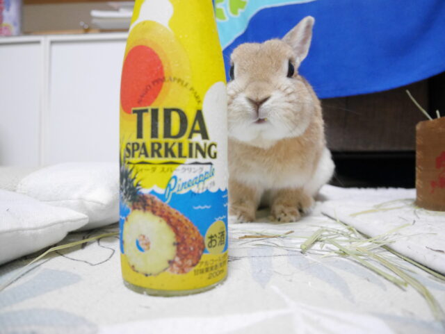 うさぎをこれから飼うあなたに真似して欲しい うさぎの飼い方 うさぎと過ごすhappy Life