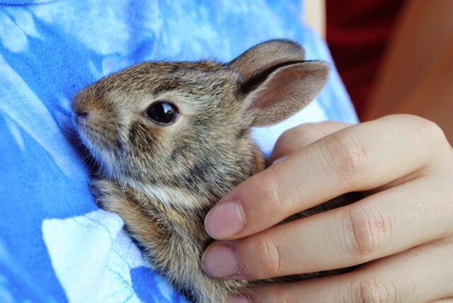 うさぎはなつくの うさぎの習性に合わせた飼い方を徹底解説 うさぎと過ごすhappy Life