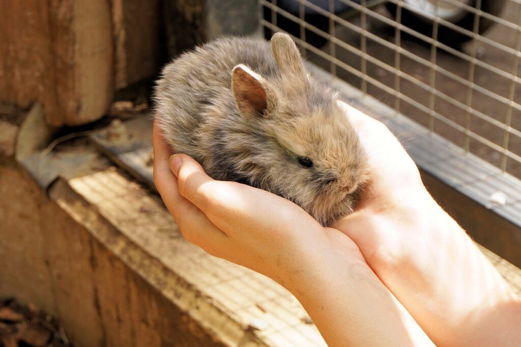 うさぎと私の10の約束 うさぎをお迎えするあなたに読んで欲しい うさぎと過ごすhappy Life