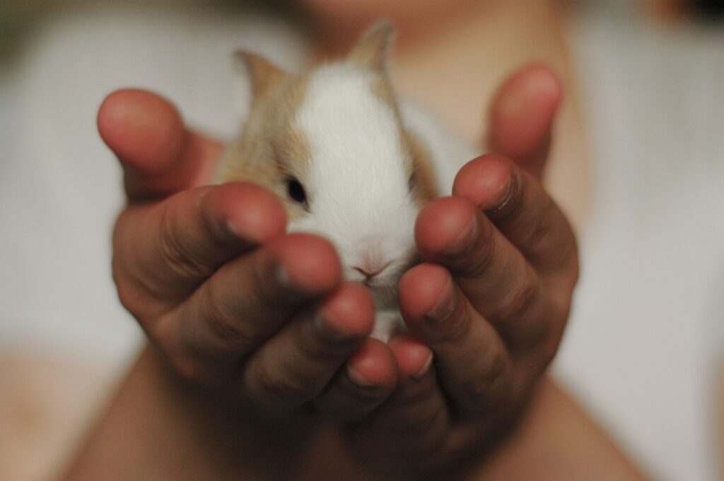 動物実験していないコスメの見分け方は うさ飼いさん必見 うさぎと過ごすhappy Life