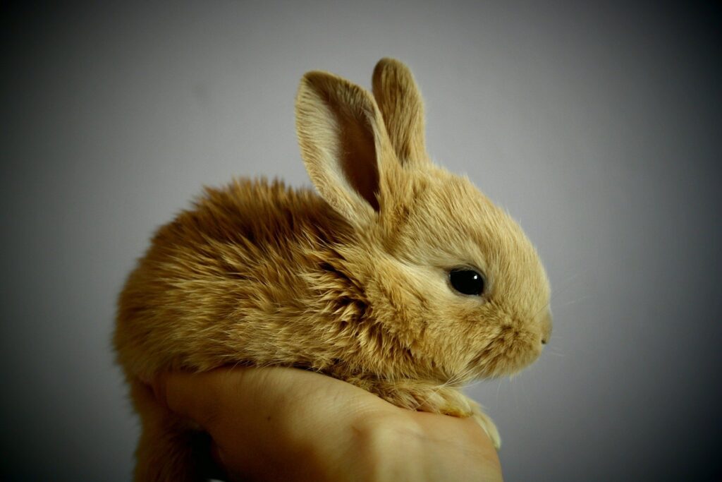 動物実験反対 愛するうさぎのためにあなたができること うさぎと過ごすhappy Life