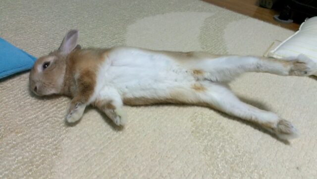 うさぎにしこり できものがある と気づいたら 膿瘍と腫瘍について うさぎと過ごすhappy Life