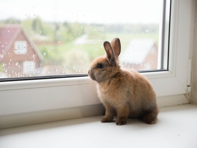 うさぎと私の10の約束 うさぎをお迎えするあなたに読んで欲しい うさぎと過ごすhappy Life
