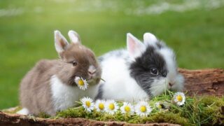 ラルフを救え 日本語で徹底解説 うさぎが動物実験を語る映画に込められた意味とは うさぎと過ごすhappy Life