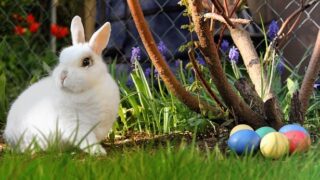 ラルフを救え 日本語で徹底解説 うさぎが動物実験を語る映画に込められた意味とは うさぎと過ごすhappy Life